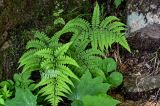 Athyrium otophorum. Вегетирующее растение (рядом видны листья других растений). Китай, пров. Аньхой, национальный парк \"Хуаншань\", смешанный лес, у подножия скалы. 30.05.2025.