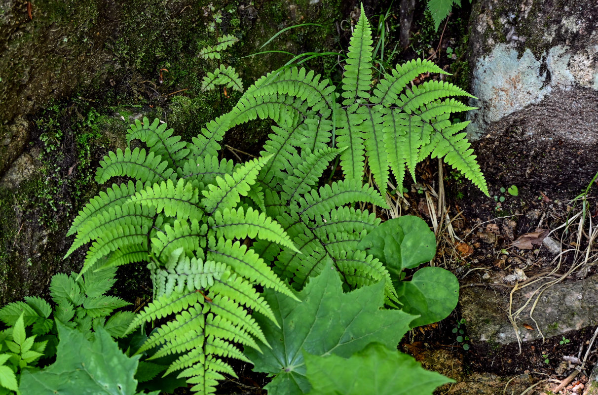 Image of Athyrium otophorum specimen.