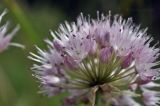 Allium prokhanovii