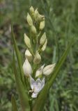 Cephalanthera longifolia