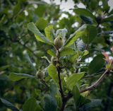 Mespilus germanica. Верхушка плодоносящей веточки. Абхазия, окр. г. Новый Афон, вершина Иверской горы, олуговелый каменистый склон. 12.06.2025.