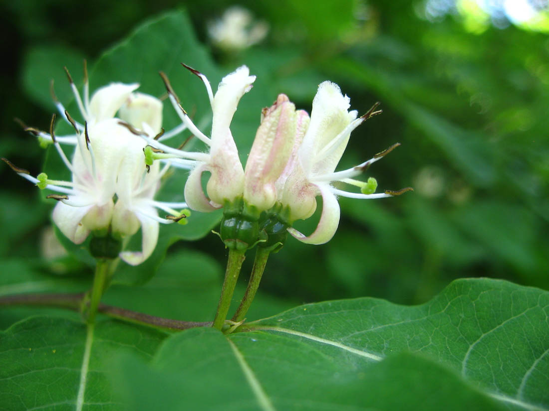 Image of Lonicera orientalis specimen.