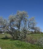Elaeagnus angustifolia. Бутонизирующее дерево. Турция, ил Ван, г. Ахлат, р-н Харабе Шехир, окраина старого сельджукского кладбища. 21 мая 2025 г.