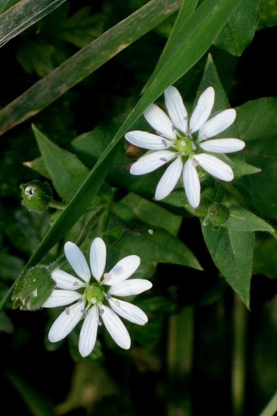 Image of Myosoton aquaticum specimen.