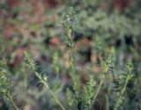 Salsola collina