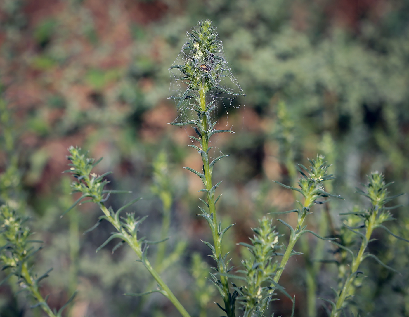 Изображение особи Salsola collina.