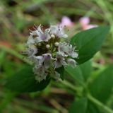 Mentha dahurica. Соцветие. Хабаровский край, окр. г. Комсомольск-на-Амуре, зарастающая просека. 07.08.2025.