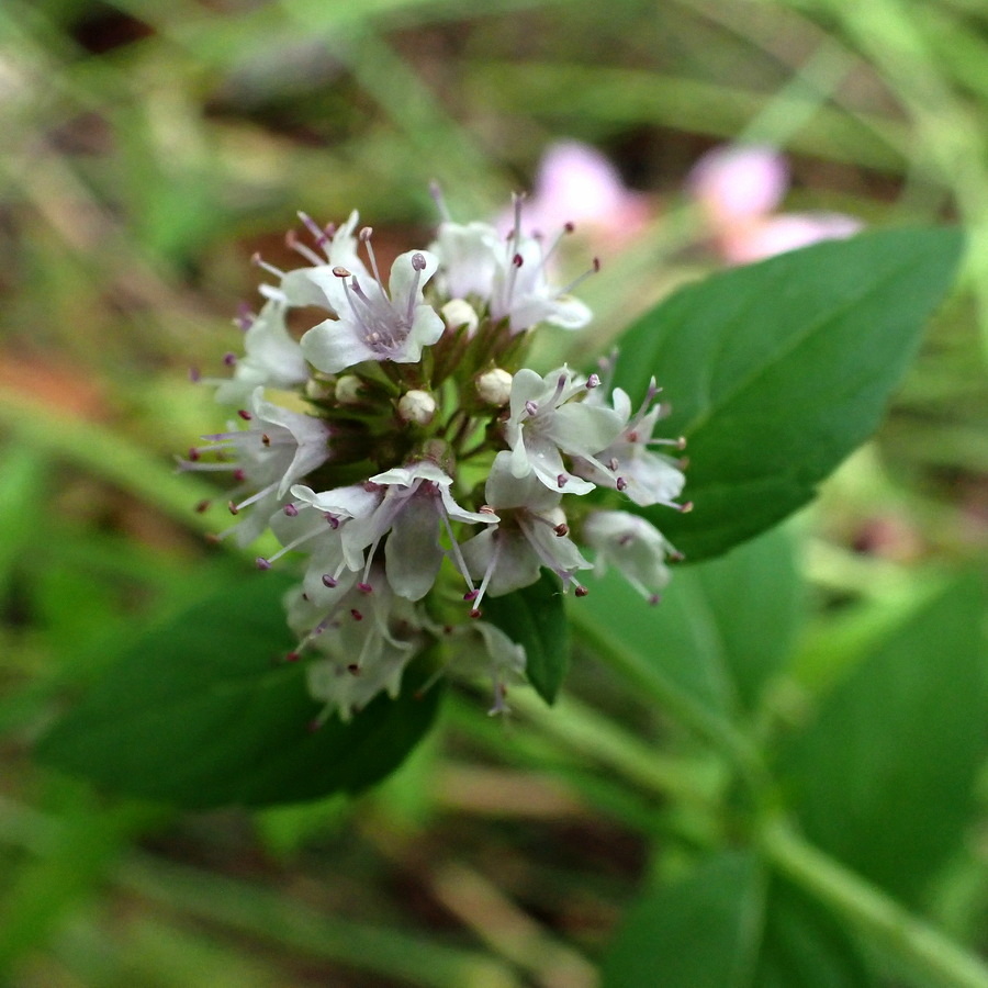 Image of Mentha dahurica specimen.