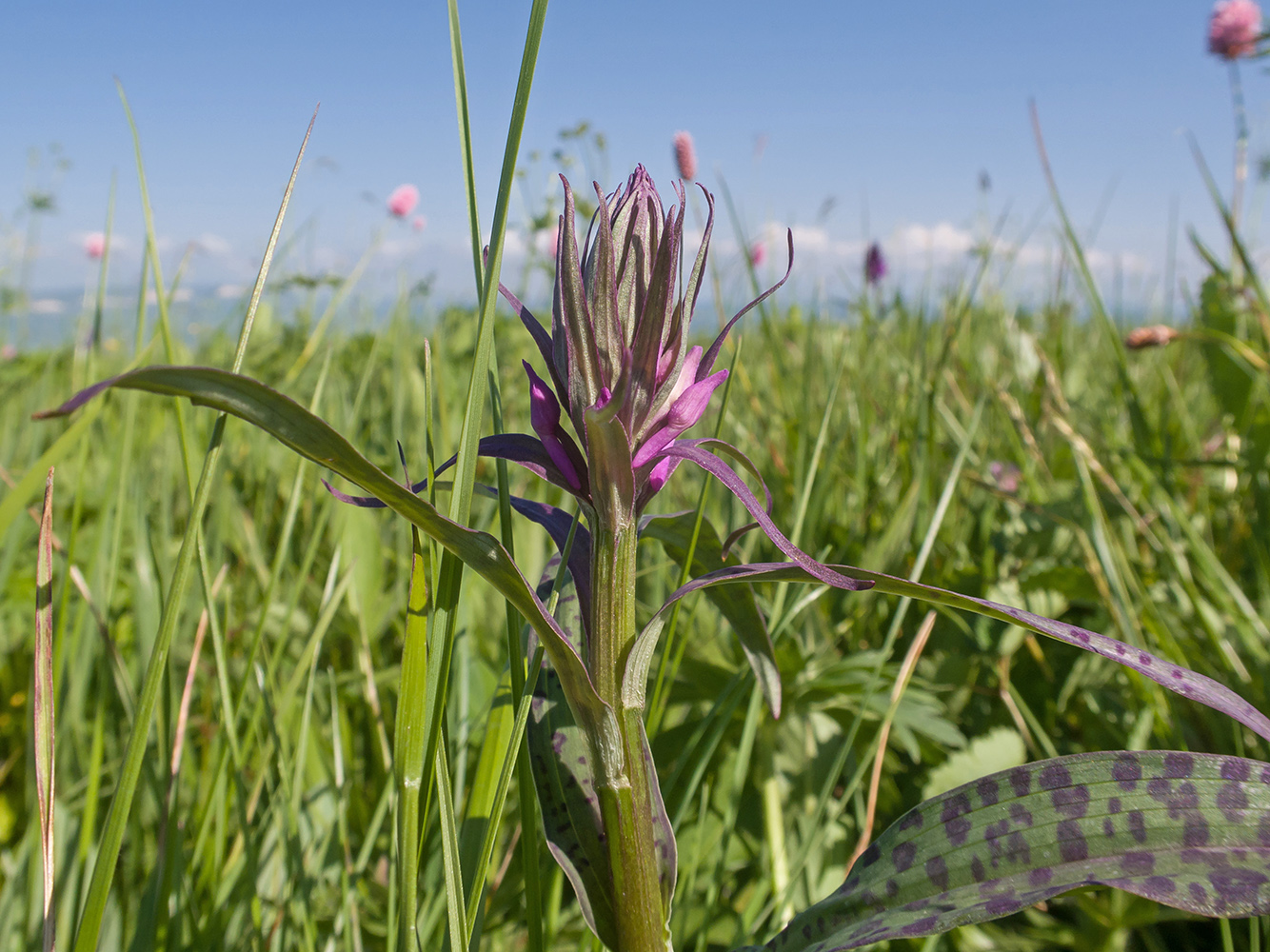 Изображение особи Dactylorhiza urvilleana.