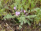 Astragalus testiculatus