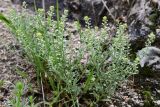 genus Alyssum. Цветущее и плодоносящее растение. Таджикистан, Гиссарский хр., бас. р. Варзоб, ущ. р. Кондара, ≈ 1400 м н.у.м., мелкозёмистый склон. 19 апреля 2025 г.