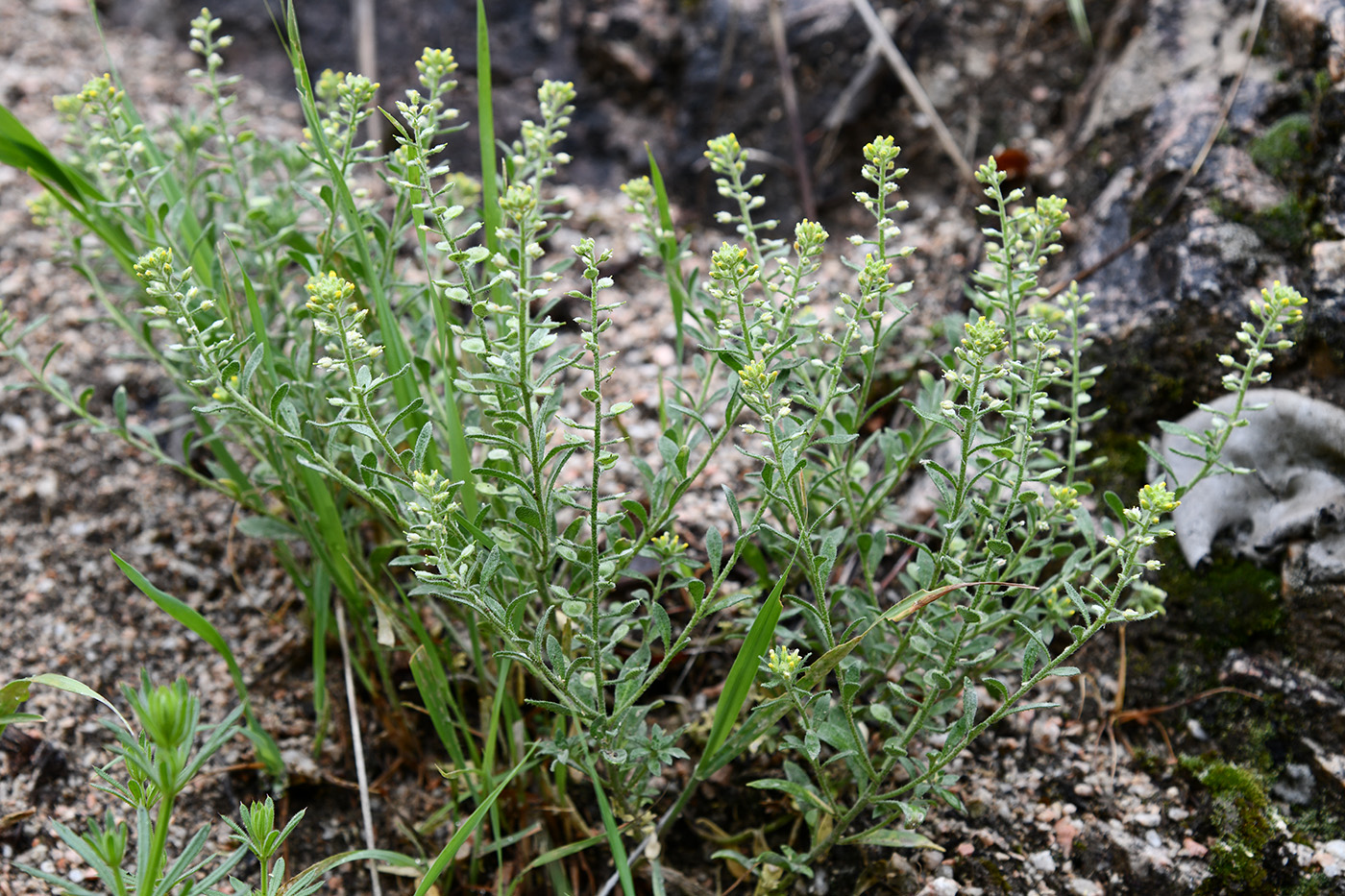 Image of Alyssum simplex specimen.