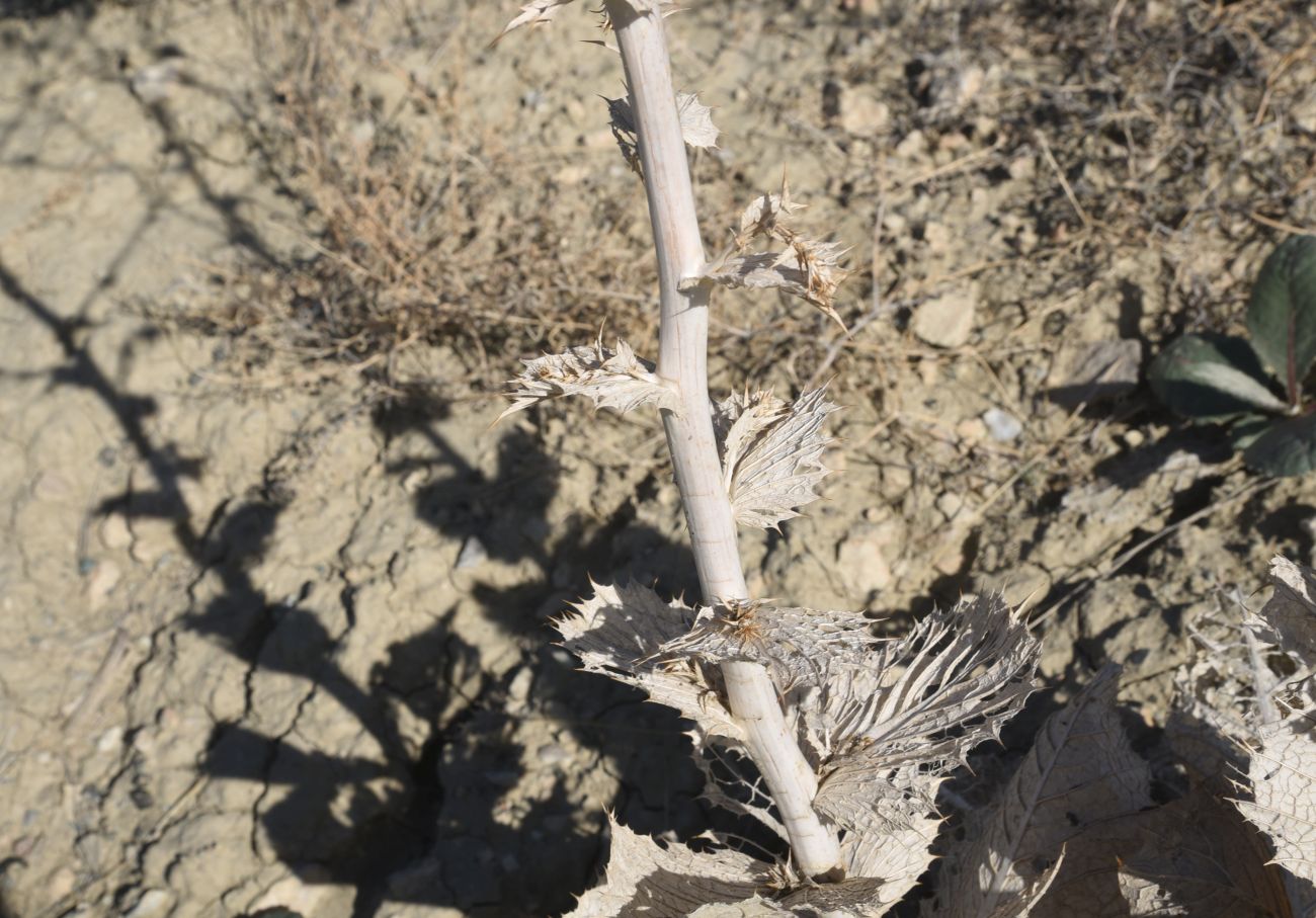 Image of genus Cousinia specimen.