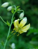 Lilium martagon