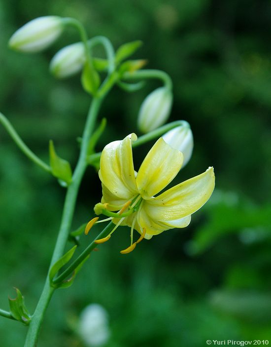 Изображение особи Lilium martagon.