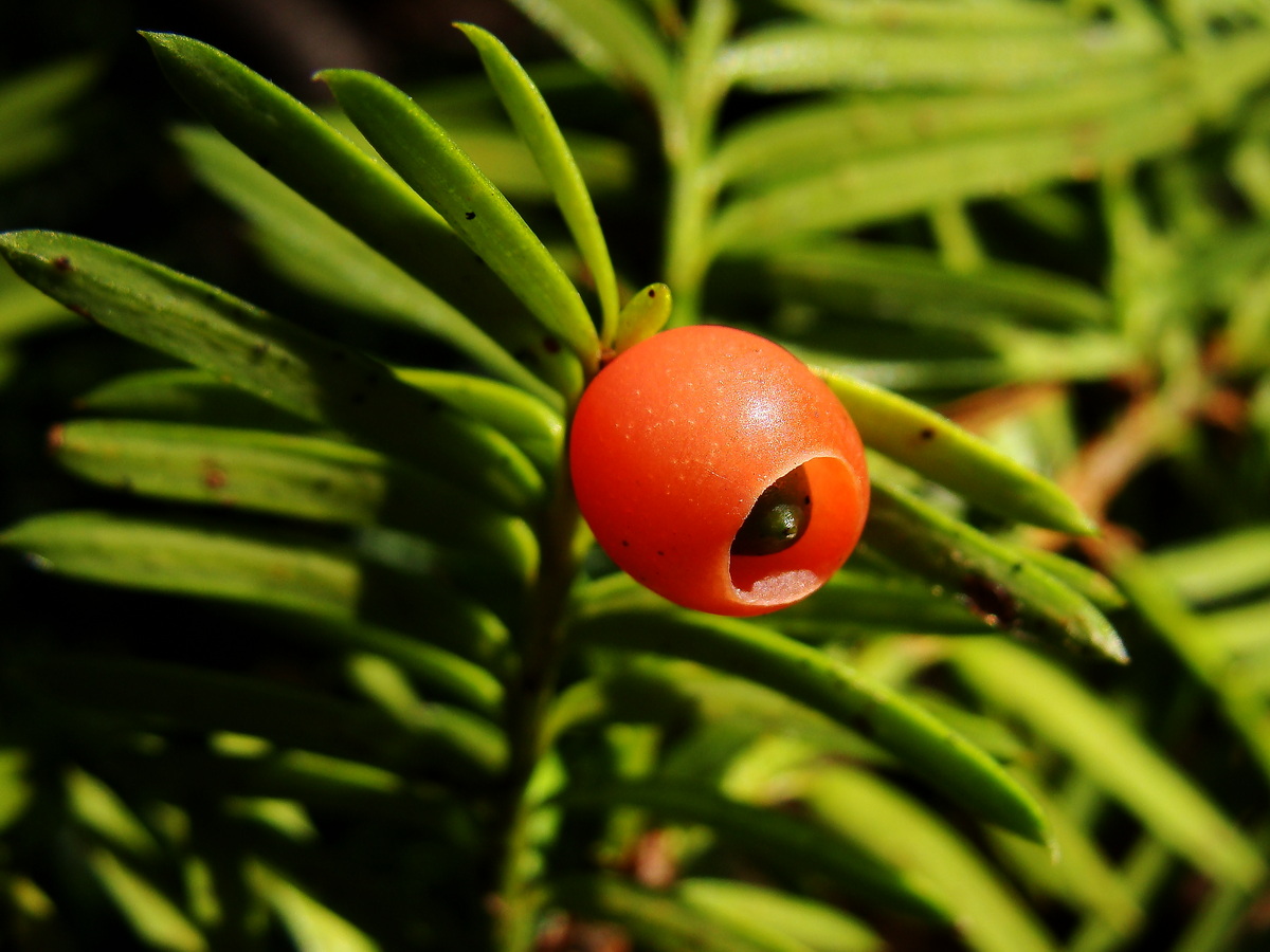 Изображение особи Taxus cuspidata.