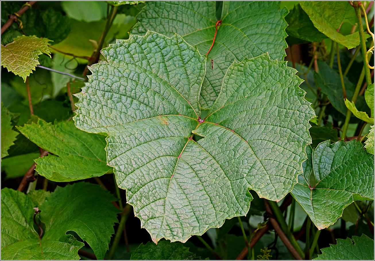 Image of genus Vitis specimen.