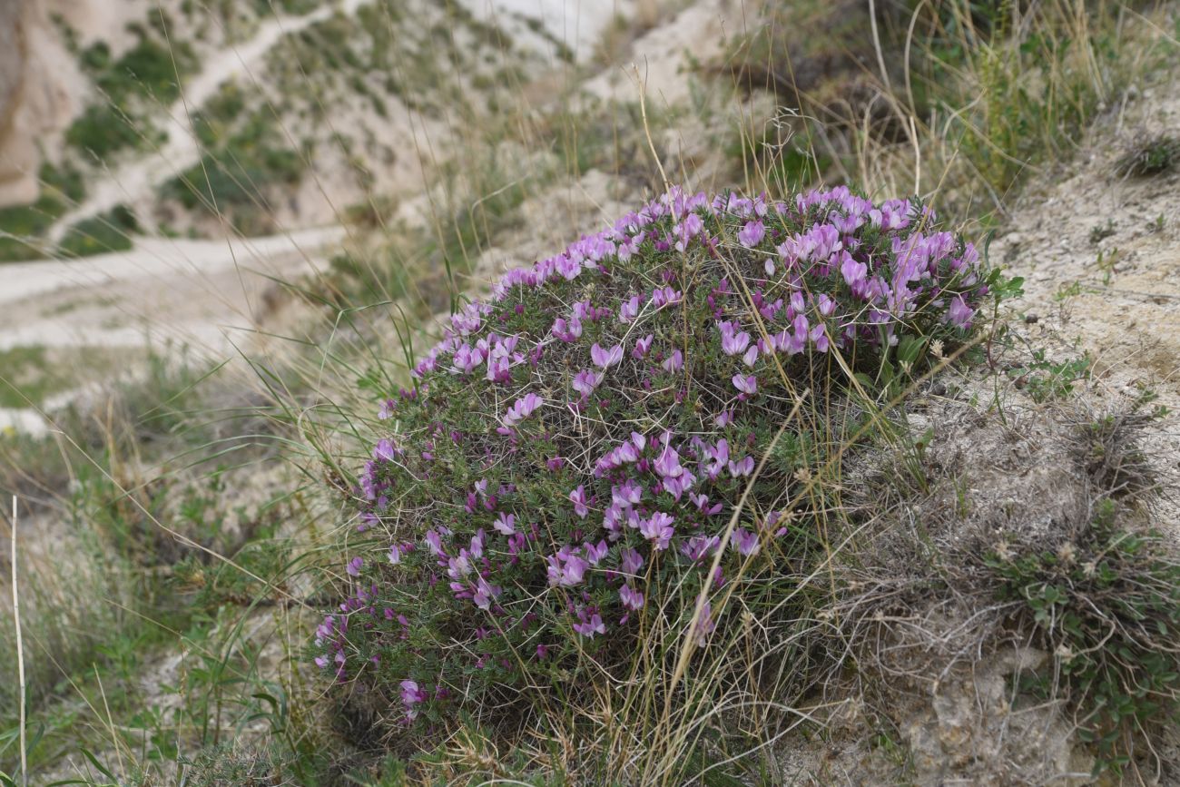 Image of Onobrychis cornuta specimen.