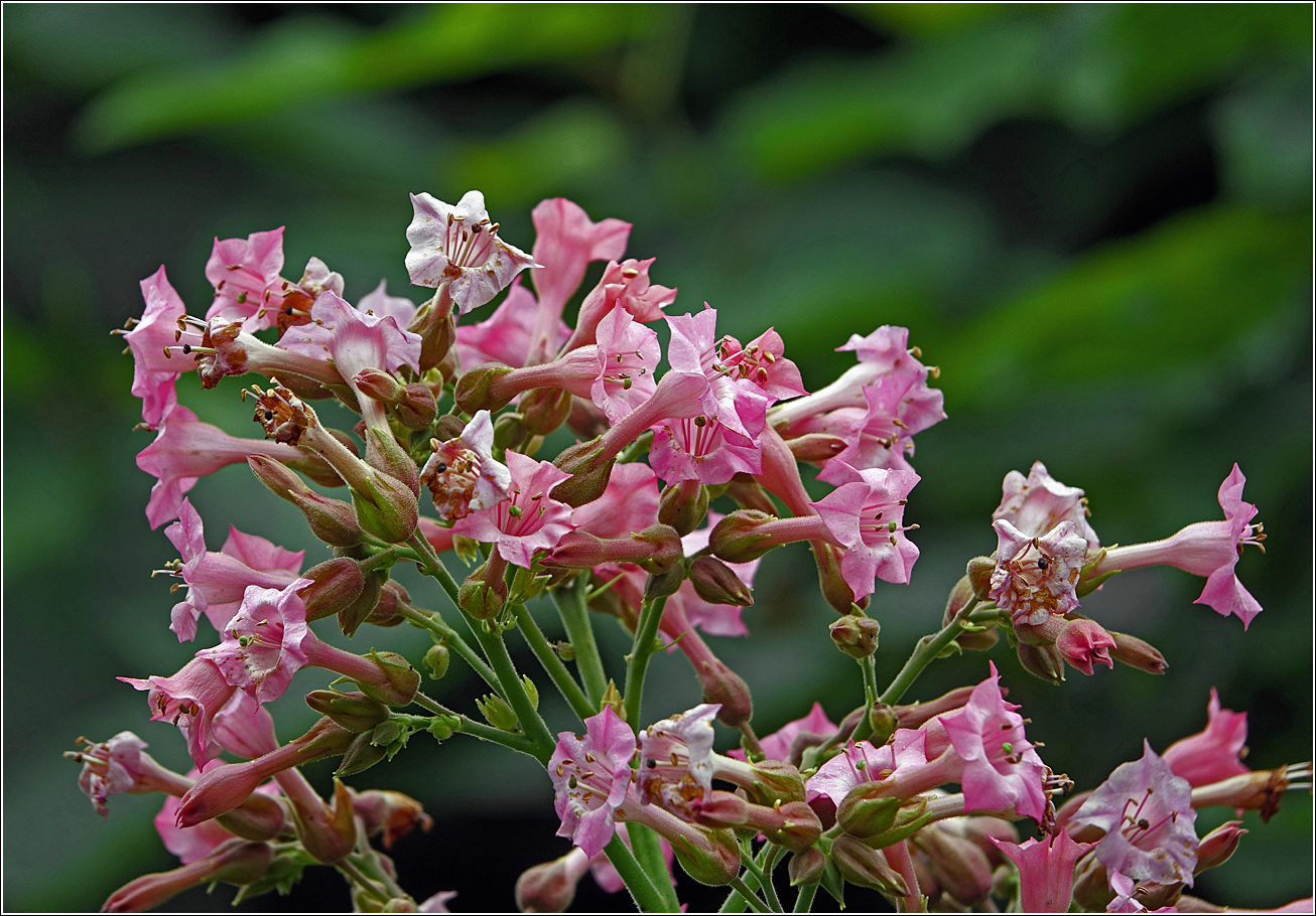 Изображение особи Nicotiana tabacum.