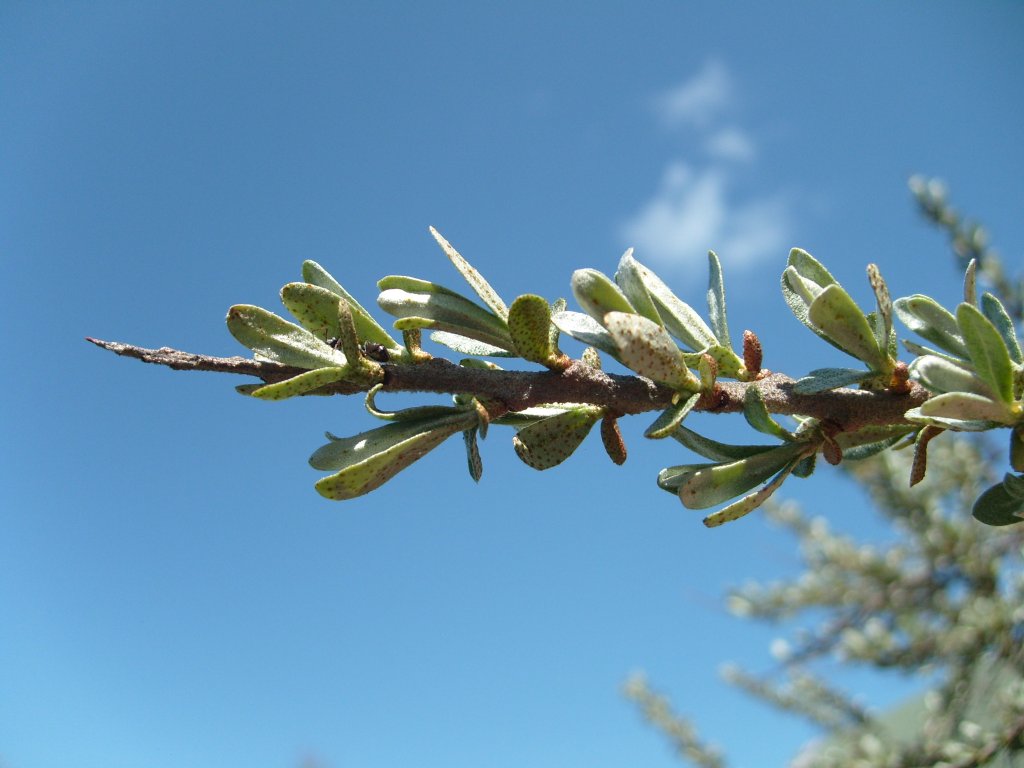 Изображение особи Hippophae rhamnoides.