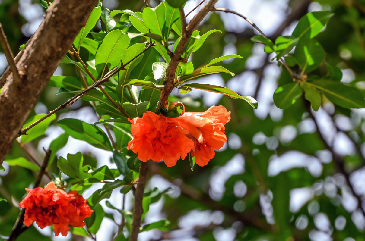 Изображение особи Punica granatum.