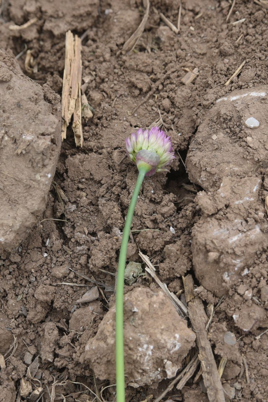 Изображение особи Неопознанный вид.