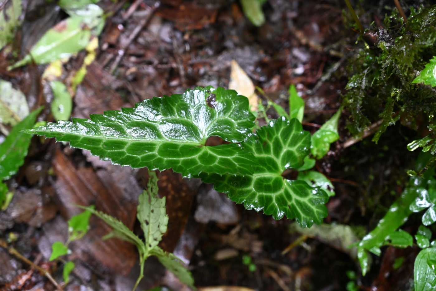 Image of Beesia deltophylla specimen.