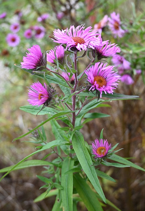 Image of Symphyotrichum novae-angliae specimen.