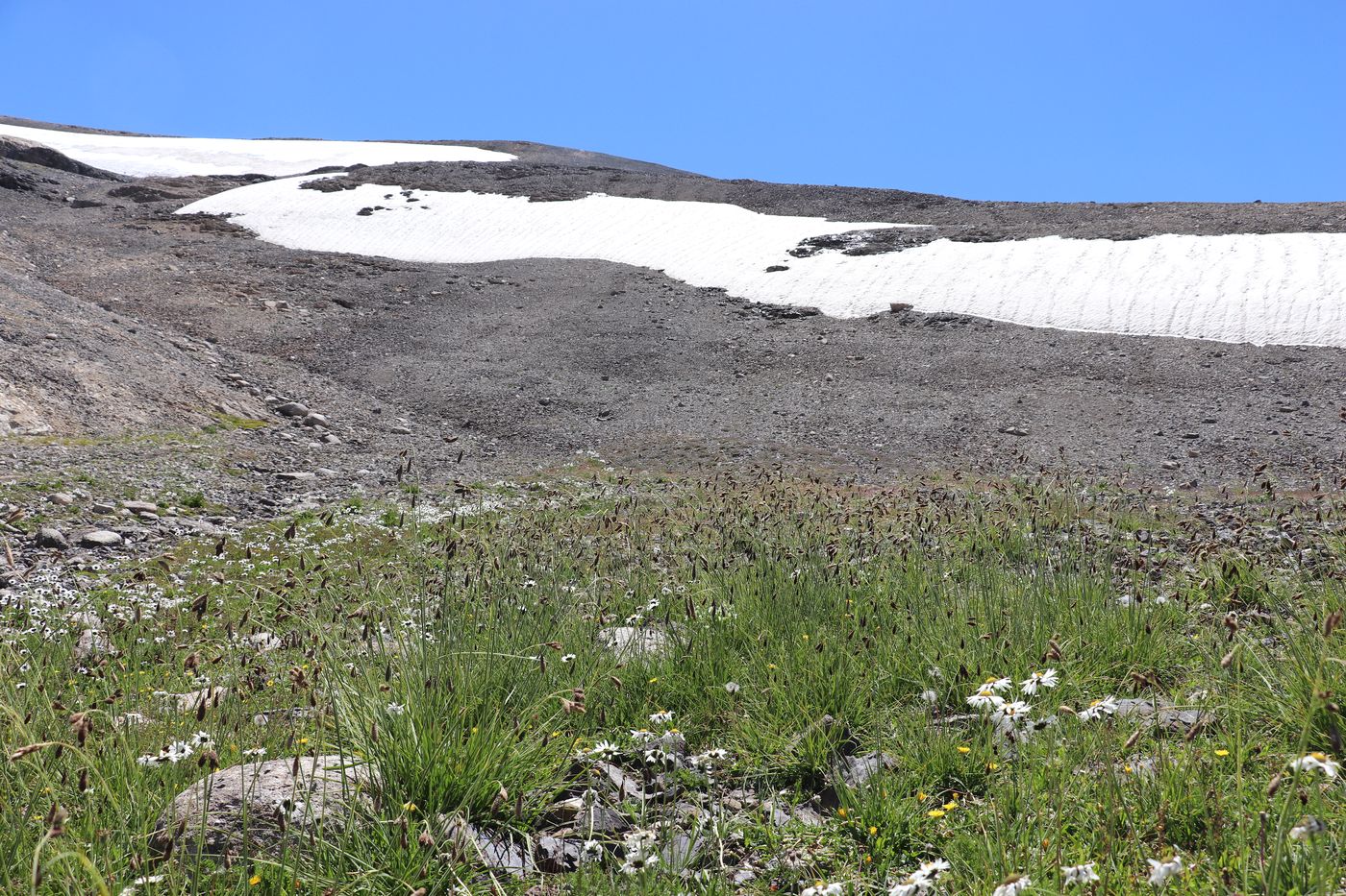 Image of Carex tianschanica specimen.