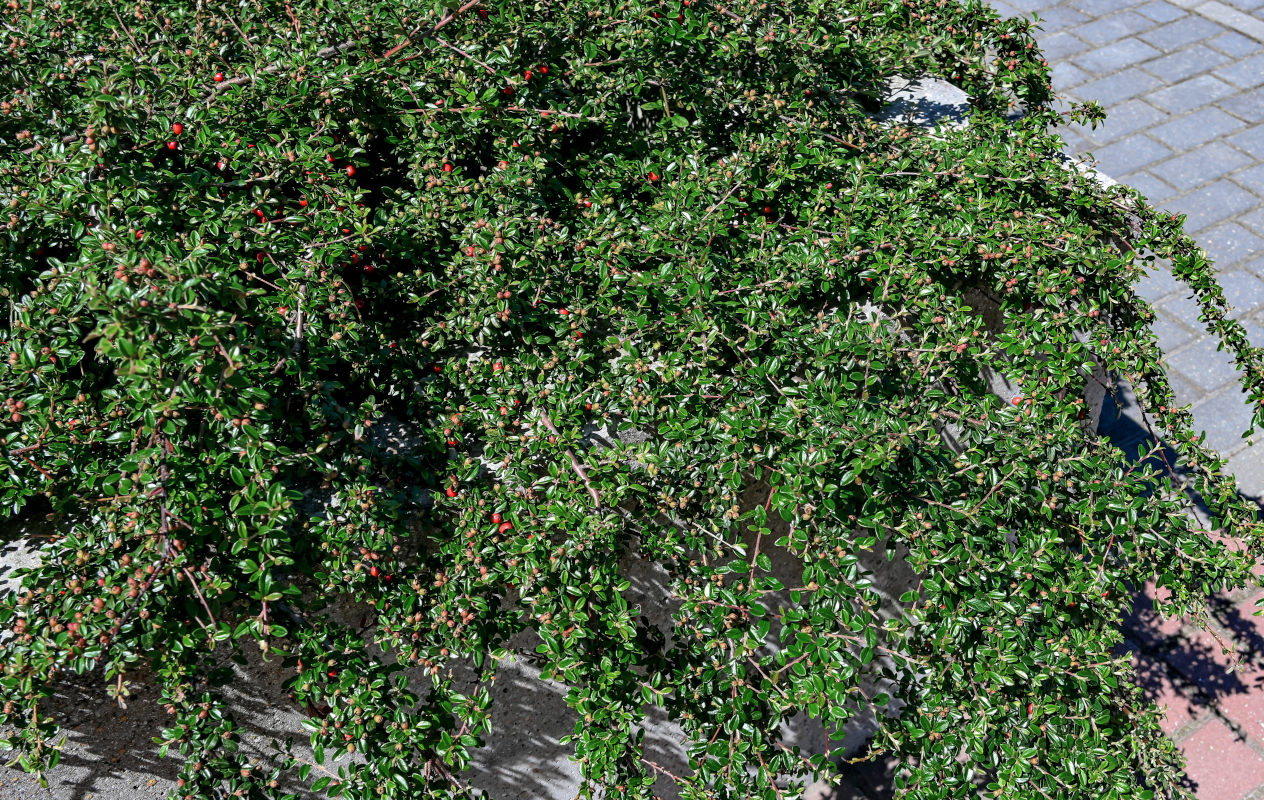 Image of Cotoneaster dammeri specimen.