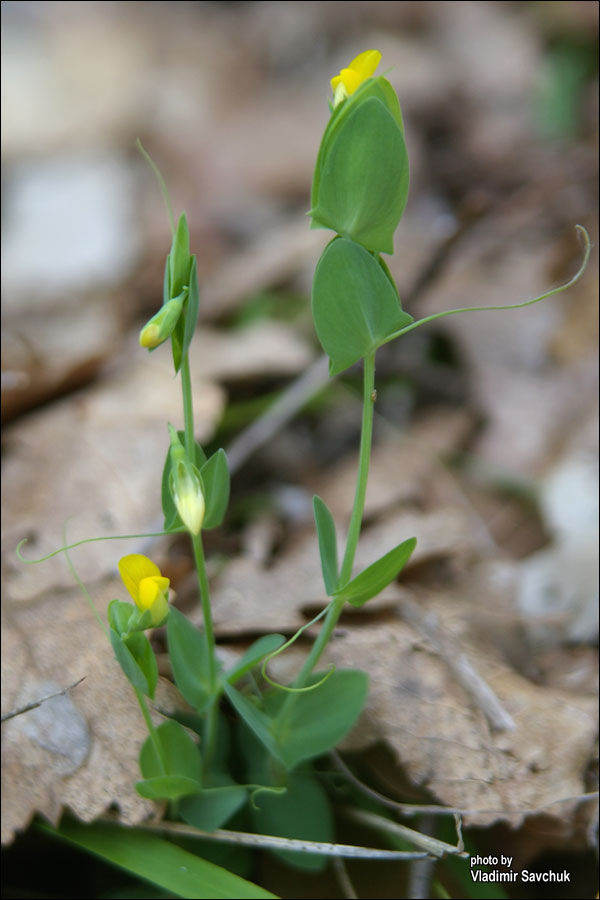 Изображение особи Lathyrus aphaca.