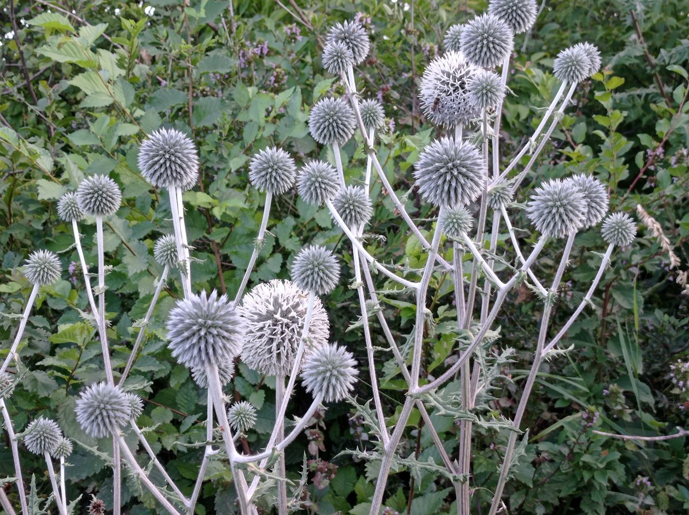Image of Echinops sphaerocephalus specimen.