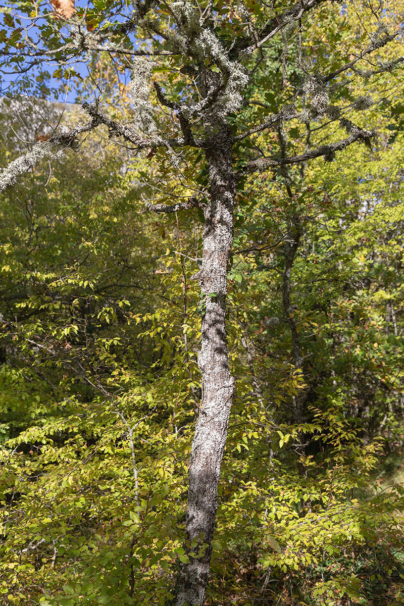 Изображение особи Quercus pubescens.