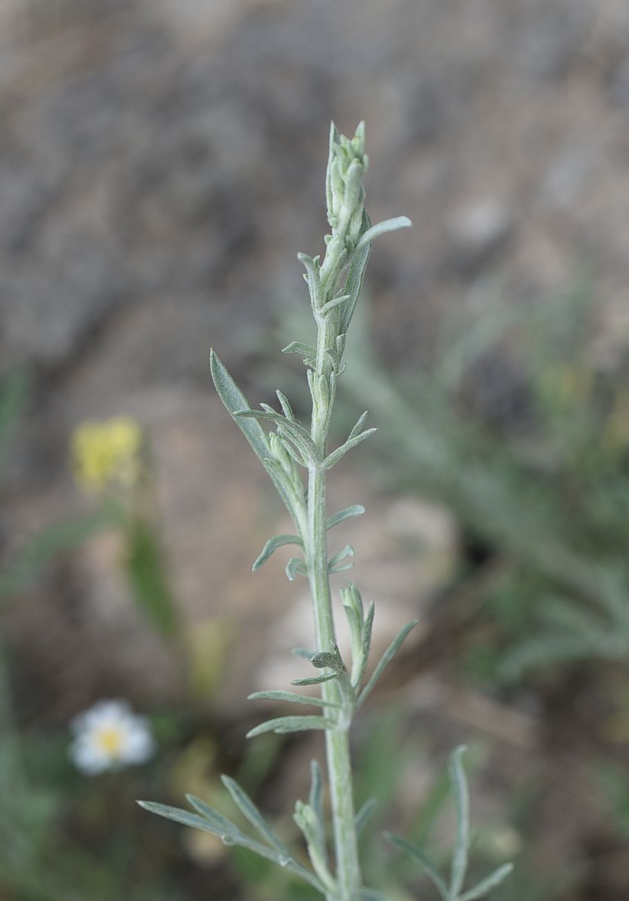 Image of genus Artemisia specimen.