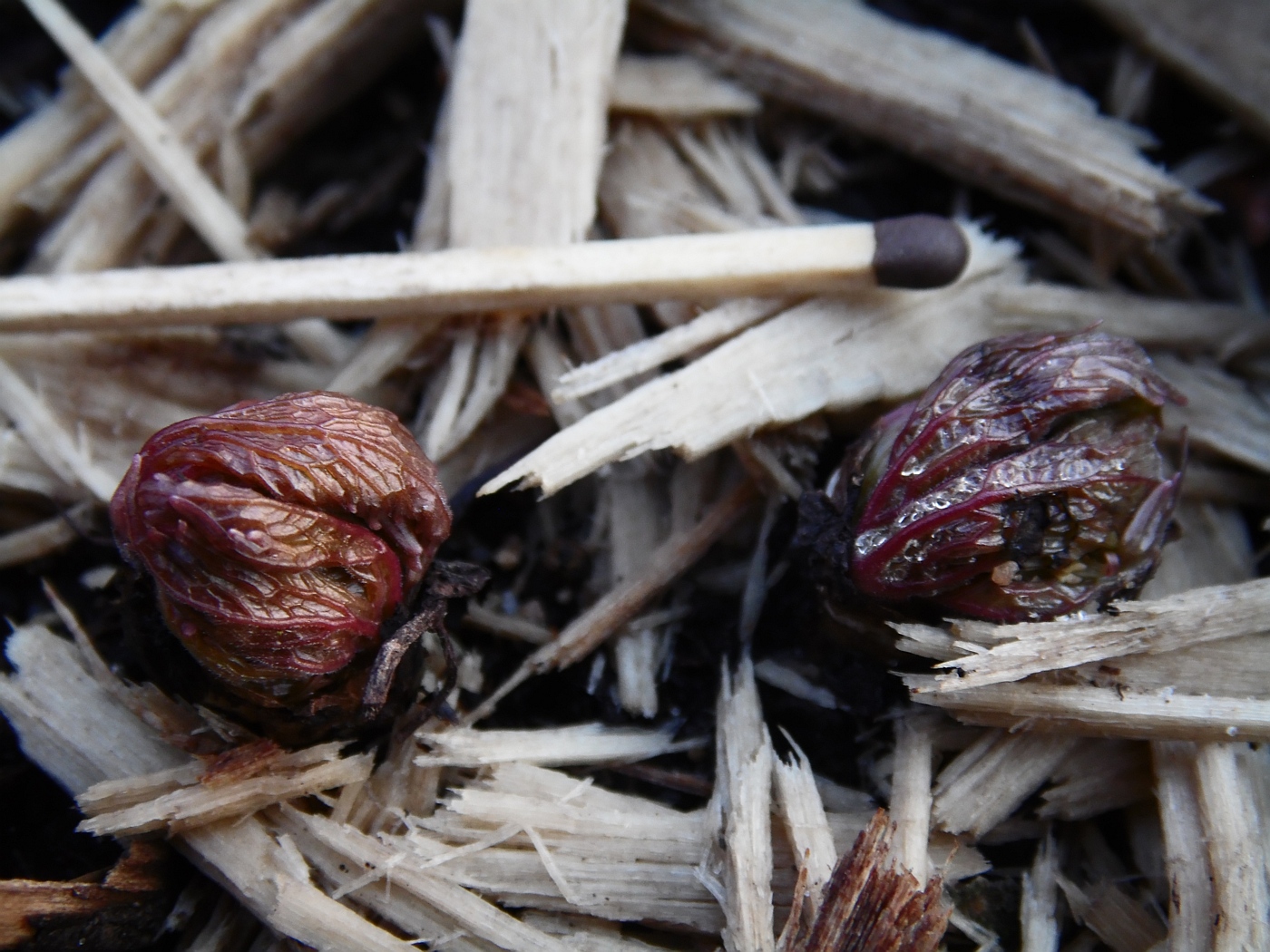Image of Aconitum septentrionale specimen.