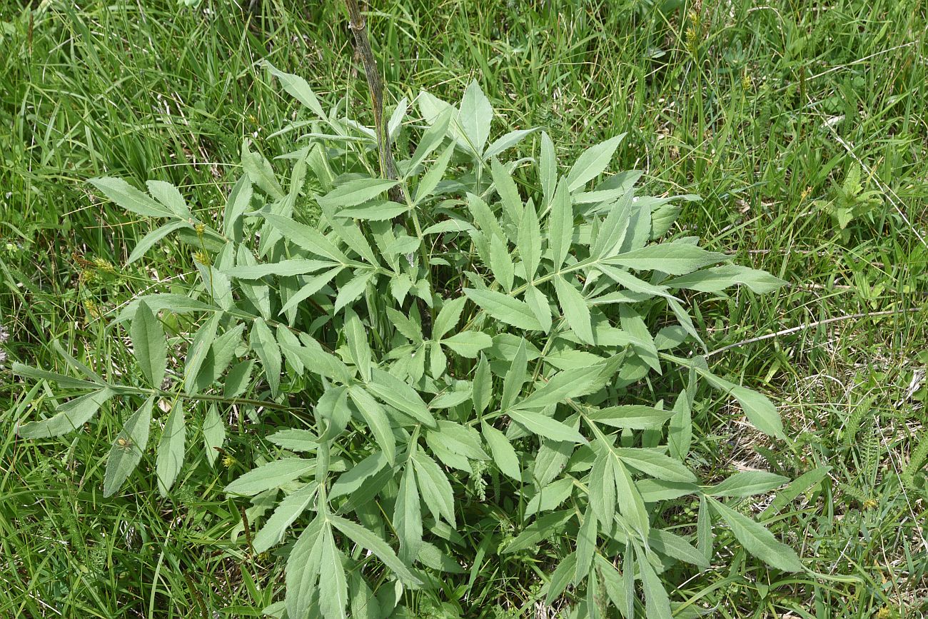 Изображение особи Неопознанный вид.