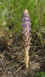 genus Orobanche. Цветущее растение. Оренбургская обл., Саракташский р-н, Жёлтинский сельсовет, окр. хут. Султанбаево, луговая степь. 9 июня 2025 г.
