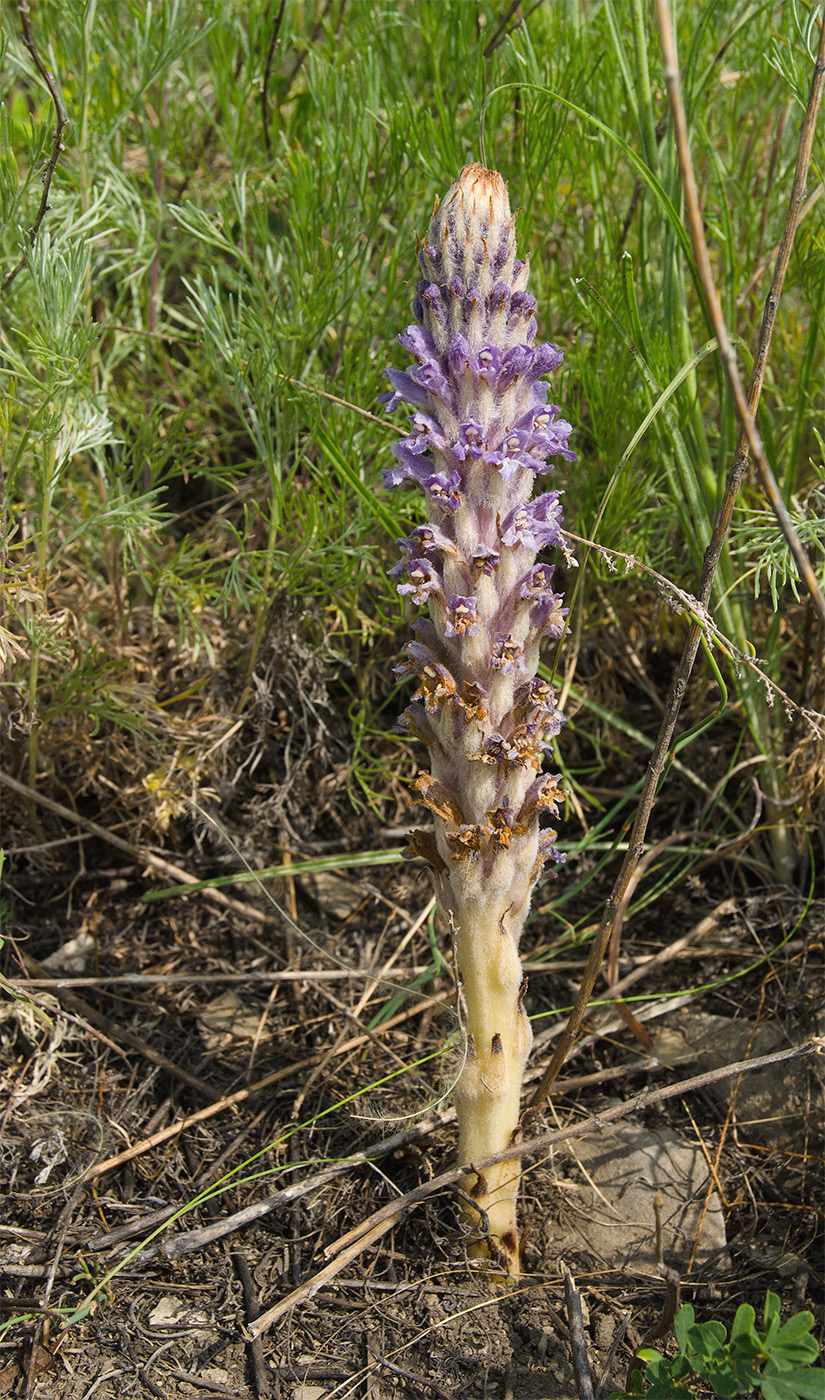 Image of genus Orobanche specimen.