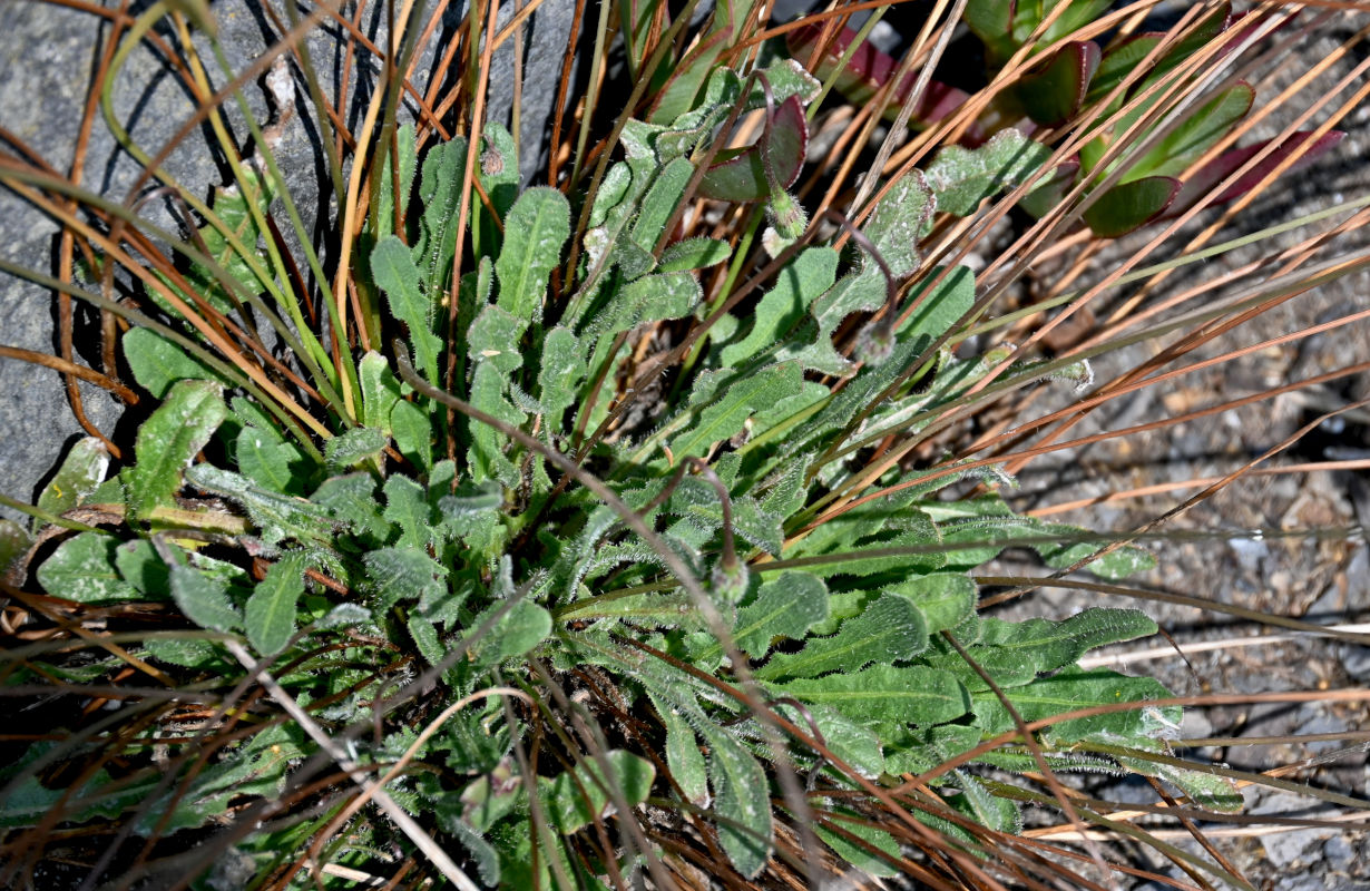 Image of Leontodon saxatilis specimen.