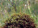 Paludella squarrosa. Гаметофиты и спорогоны. Магаданская обл., окр. г. Магадан, басс. р. Балахапчан, заболоченный участок на склоне сопки. 28.07.2025.