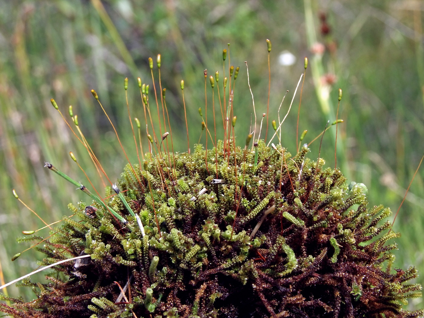 Image of Paludella squarrosa specimen.