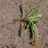 Taraxacum distantilobum. Выкопанное цветущее растение. Свердловская обл., окр. г. Североуральск, дачный участок. 12.06.2024.