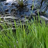 семейство Poaceae