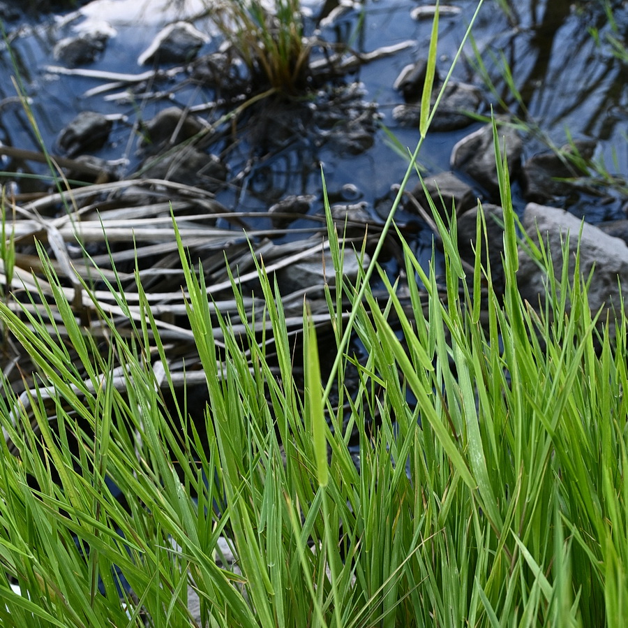 Изображение особи семейство Poaceae.