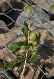 Populus nigra. Верхушка веточки с галлом. Татарстан, Спасский р-н, г. Болгар, левый берег р. Волга, на габионе. 03.07.2026.