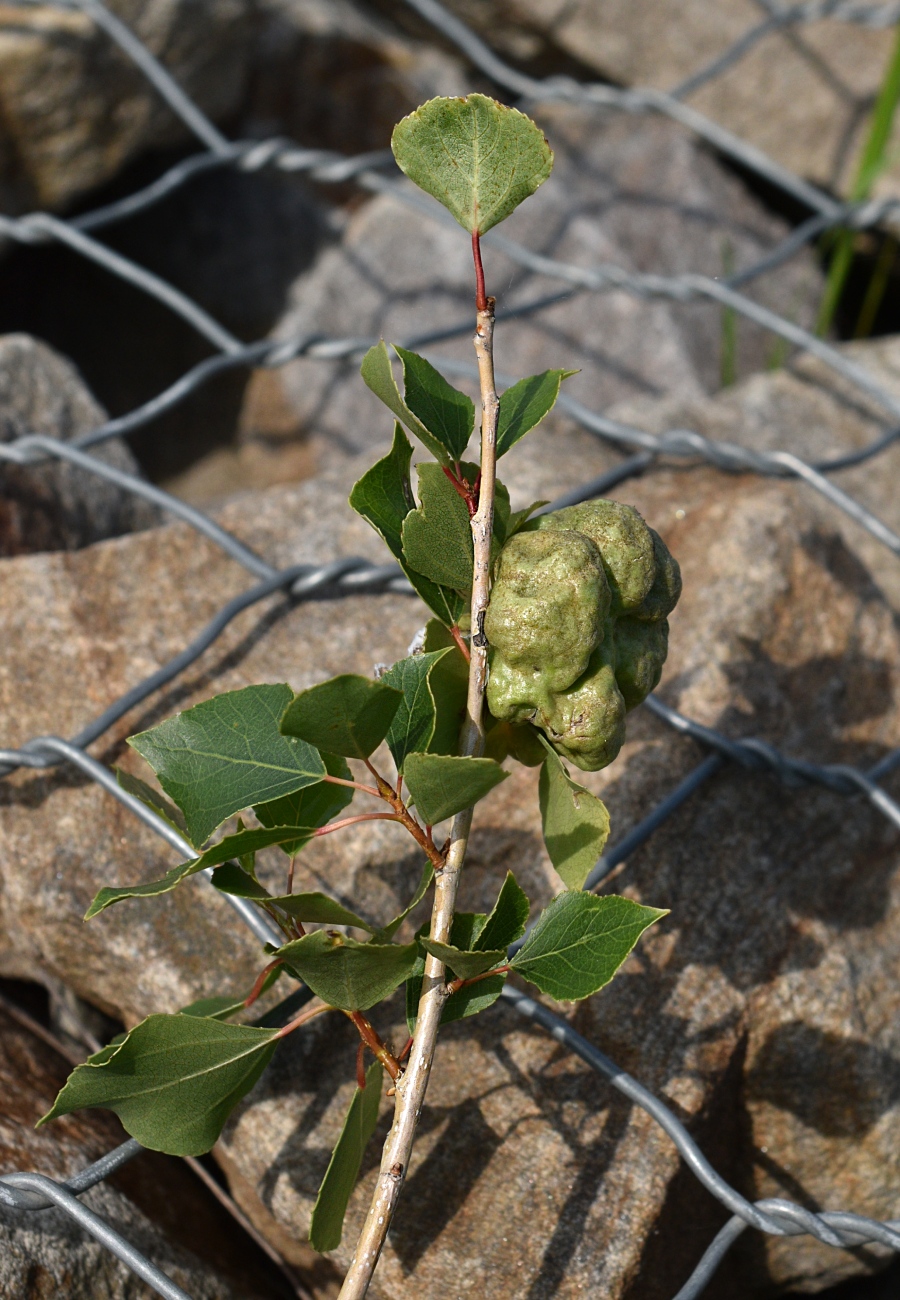 Image of Populus nigra specimen.