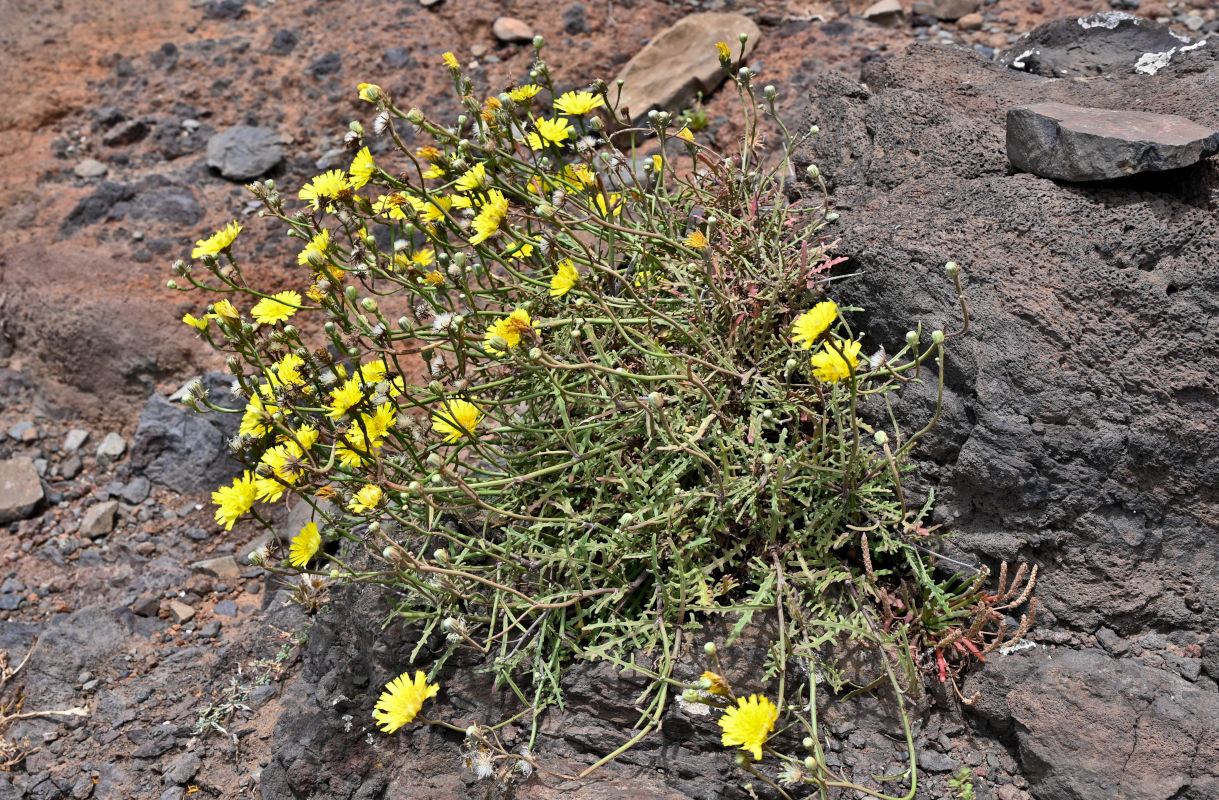 Image of Tolpis succulenta specimen.