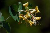 Lonicera caprifolium. Соцветие. Московская обл., Раменский р-н, окр. дер. Хрипань, садовый участок. 07.06.2026.