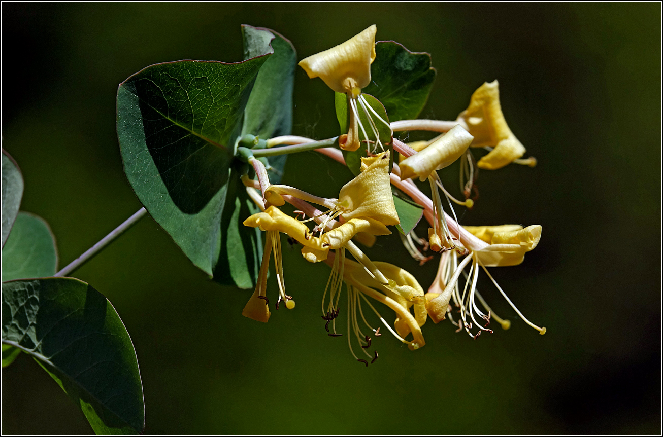 Изображение особи Lonicera caprifolium.