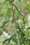 род Euphorbia. Средняя часть побега. Республика Татарстан, окр. с. Камское Устье, дол. р. Волга, хвойно-широколиственный лес (с Pinus, Quercus, Ulmus, Acer), обочина грунтовой дороги. 01.06.2026.